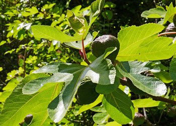 common fig