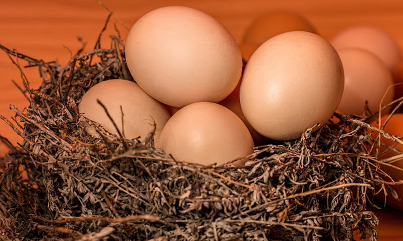 eggs